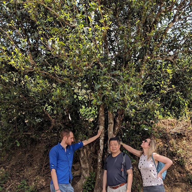 Lao Lin steht vor seinem Lieblingsbaum in Yunnan