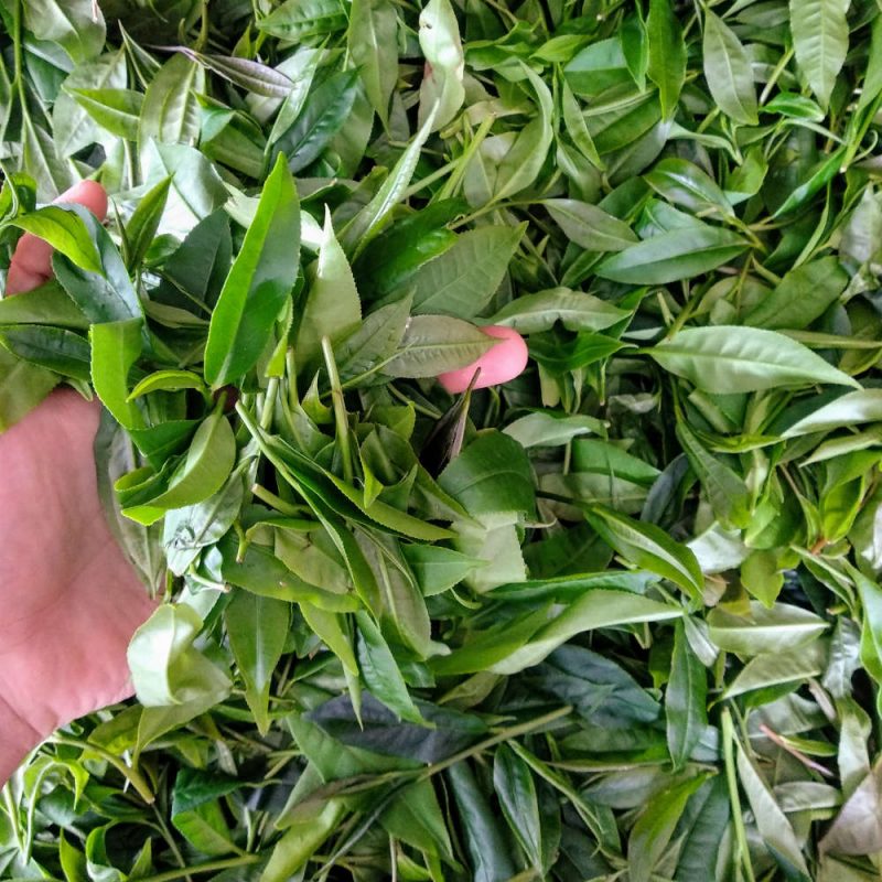 Close up on freshly harvested tea leaves from Taiwan