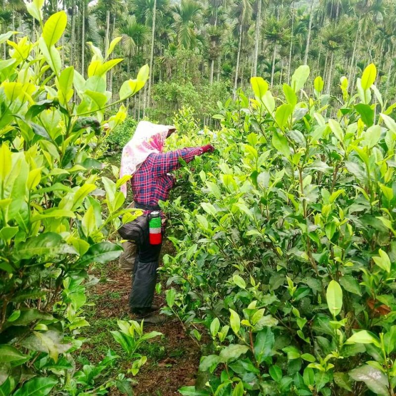 Black Tea Harvest 2020