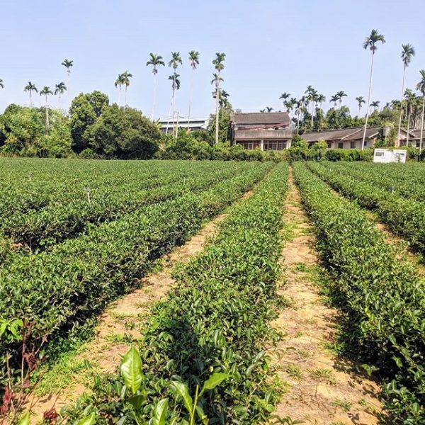 Four Seasons cultivar in Nantou a farm style tea