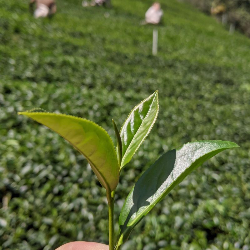 During the harvest - Qingxin Oolong leaves